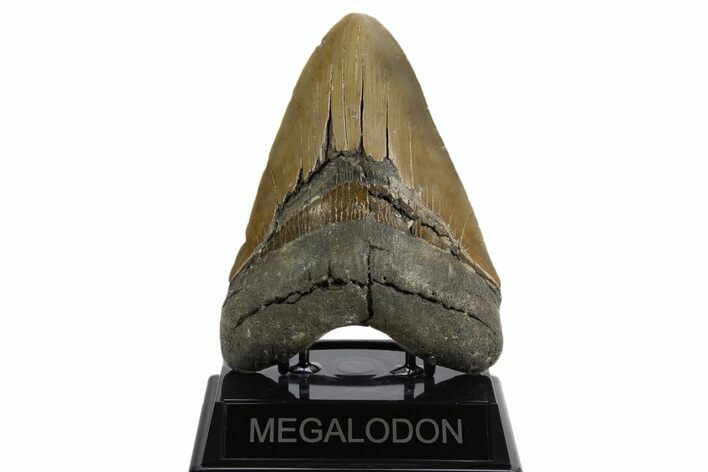 Serrated, Fossil Megalodon Tooth - North Carolina #340847